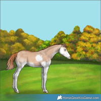 Horse Color:Red Dun Splash
