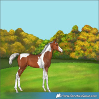 Horse Color:White Spotted Silver Bay Tobiano 