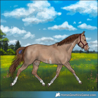 Horse Color:Red Dun Sabino 