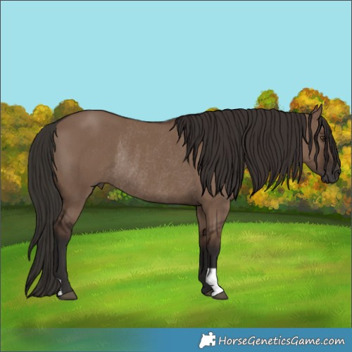 Horse Color:Liver Red Dun Rabicano 