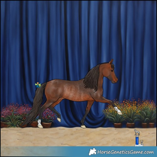 Horse Color:Bay Rabicano 