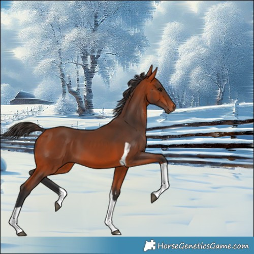 Horse Color:Bay Tobiano 