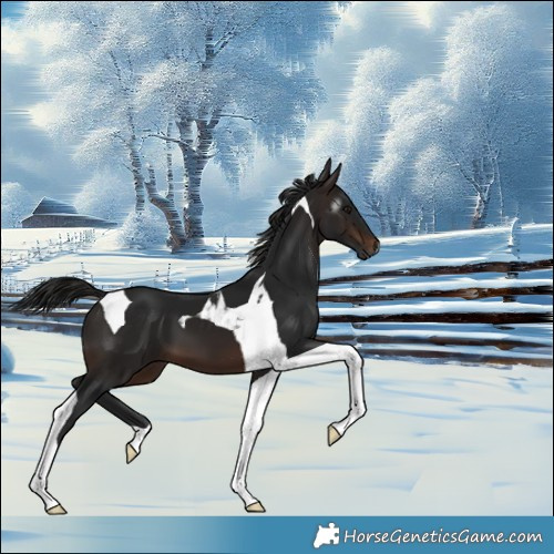 Horse Color:Gray Bay Tobiano