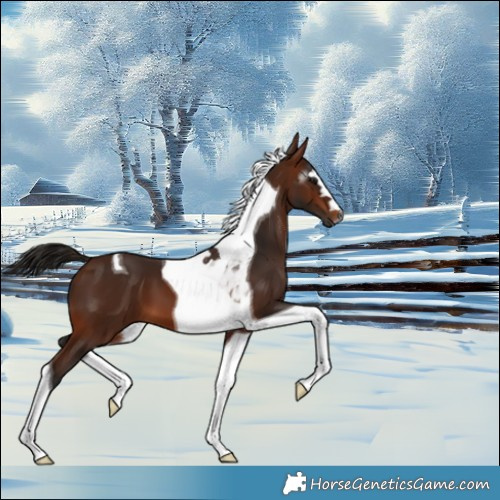 Horse Color:Gray Bay Tobiano 