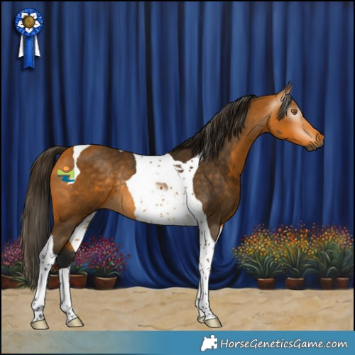 Horse Color:Gray Buckskin Tobiano Rabicano