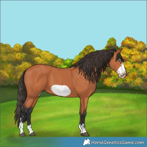 Horse Color:Unknown 