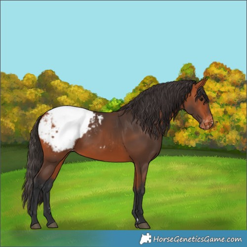 Horse Color:Bay Appaloosa 