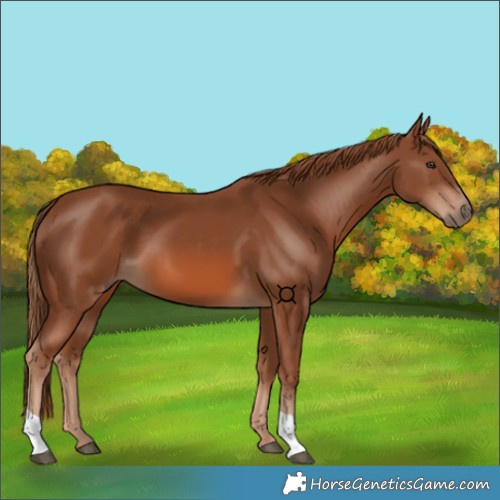 Horse Color:Chestnut 