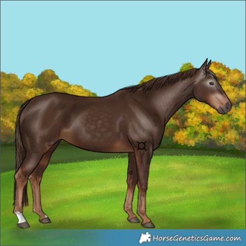 Horse Color:Gray Chestnut 