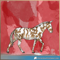 Horse Color:Chocolate Palomino Dun Appaloosa Brindle
