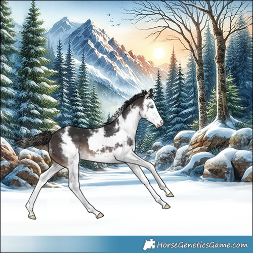 Horse Color:Brown Sabino Splash 