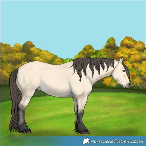 Horse Color:Buckskin Dun 