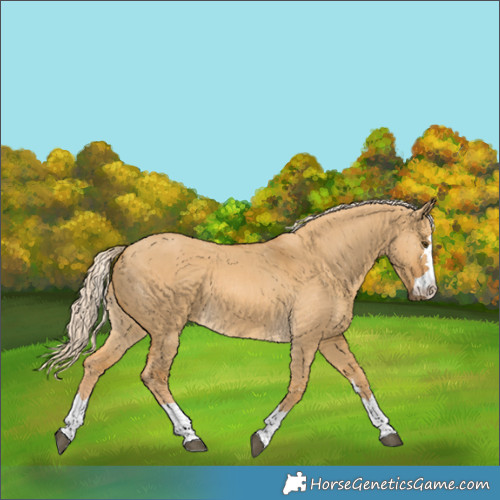 Horse Color:Palomino Dun 