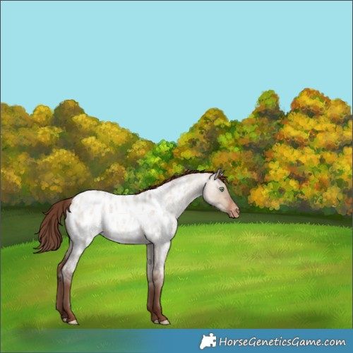 Horse Color:Sable Champagne Roan Dun Near Leopard 