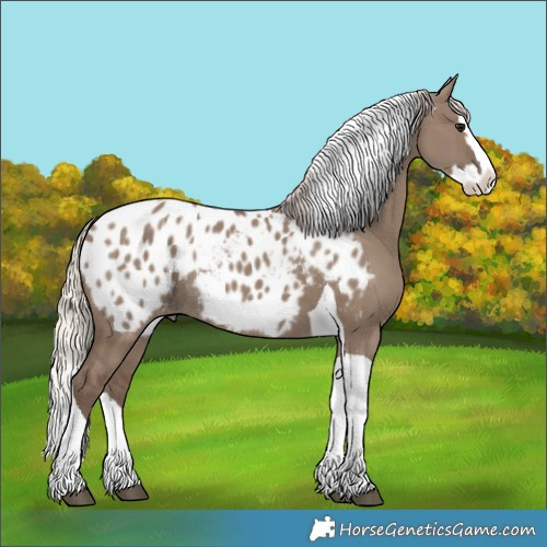 Horse Color:Silver Grullo Splash Tobiano Appaloosa Rabicano 