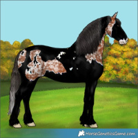 Horse Color:Bay Ice Splash Tobiano Blanket