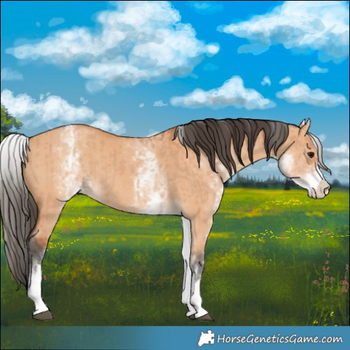 Horse Color:White Spotted Bay Dun Rabicano  and White Spotted Bay Dun Rabicano 