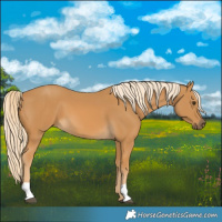 Horse Color:Palomino