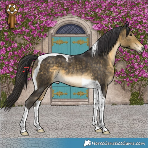 Horse Color:Buckskin Tobiano