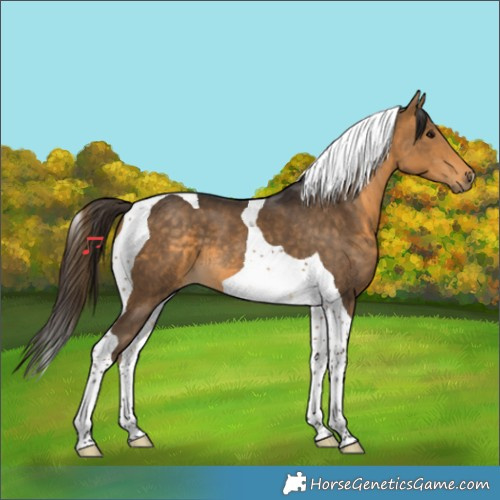 Horse Color:Buckskin Tobiano