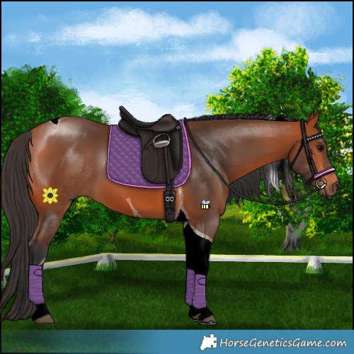 Horse Color:Bay Tobiano 