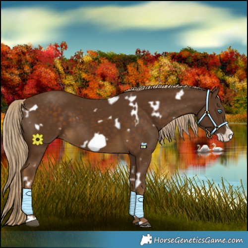 Horse Color:White Spotted Chocolate Palomino Frame