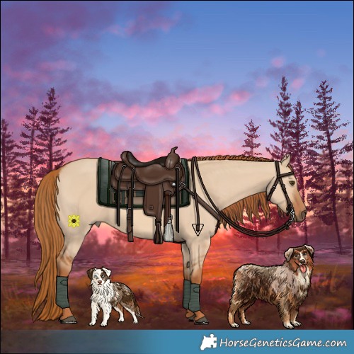 Horse Color:Red Dun Rabicano 