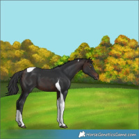 Horse Color:Bay Tobiano 