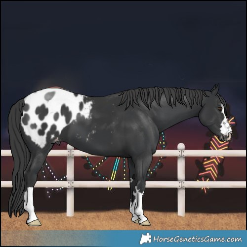 Horse Color:Black Blanket