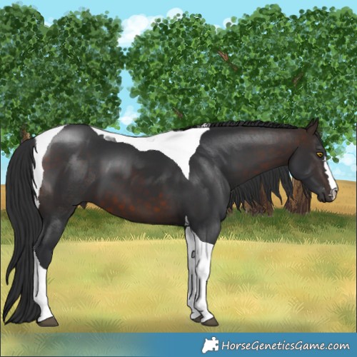Horse Color:Bay Tobiano
