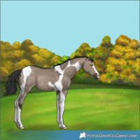 Horse Color:Bay Dun Tobiano 
