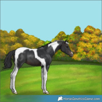 Horse Color:Brown Tobiano 