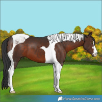 Horse Color:Brown Tobiano