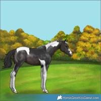 Horse Color:Brown Tobiano 
