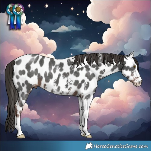 Horse Color:Liver Chestnut Sabino Leopard