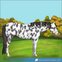 Horse Color:Liver Chestnut Sabino Leopard 