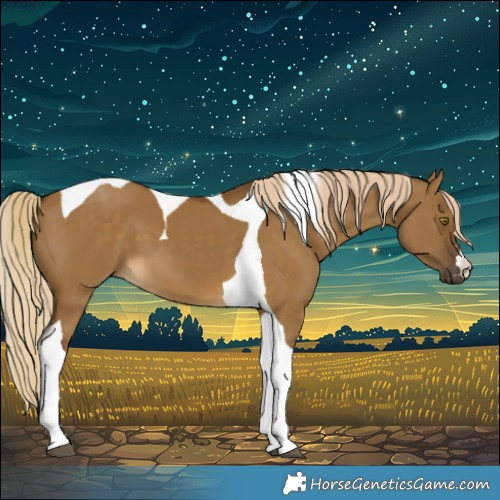 Horse Color:Chocolate Palomino Dun Tobiano 