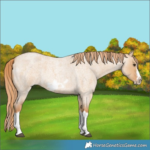 Horse Color:Red Dun Roan Splash Frame Rabicano 