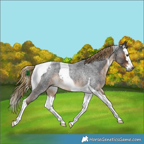Horse Color:Gray Liver Red Roan Splash Tobiano 