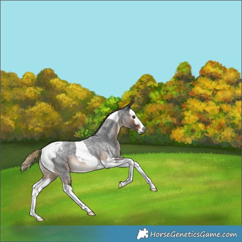 Horse Color:Gray Liver Red Roan Splash Tobiano 