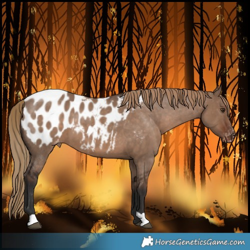 Horse Color:Liver Red Dun Blanket