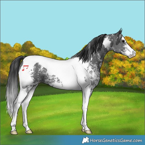 Horse Color:Black Sabino Tobiano