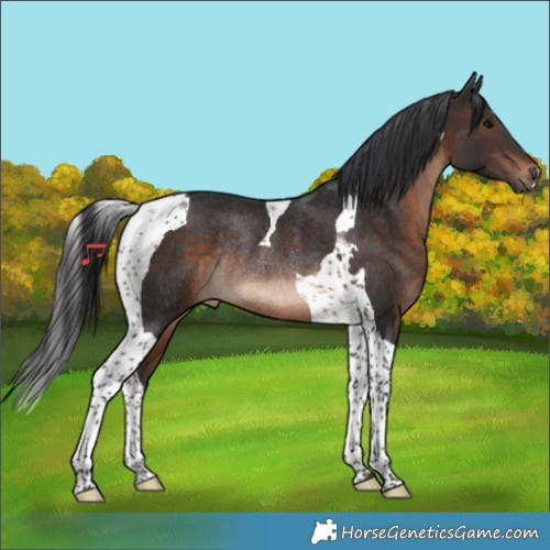 Horse Color:Brown Tobiano Rabicano 