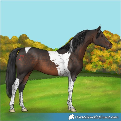 Horse Color:Brown Tobiano