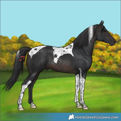 Horse Color:Brown Tobiano Rabicano 