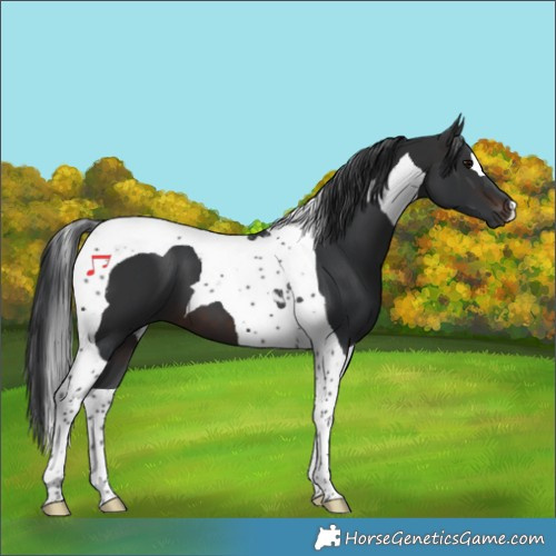 Horse Color:Brown Tobiano