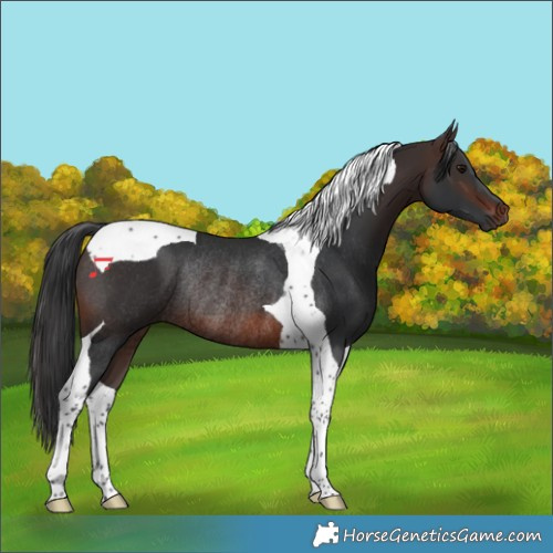 Horse Color:Brown Tobiano Rabicano 