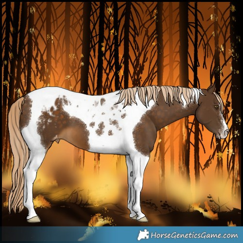 Horse Color:Chocolate Palomino Tobiano Varnish