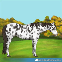 Horse Color:Liver Chestnut Sabino Leopard 