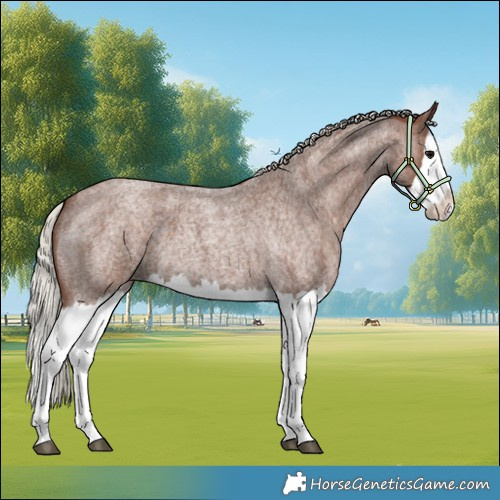 Horse Color:Silver Blue Roan Splash 
